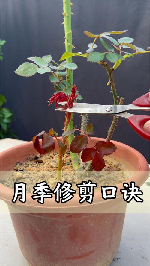月季树移栽注意事项，月季树移栽多久能缓过来-第5张图片-优品飞百科