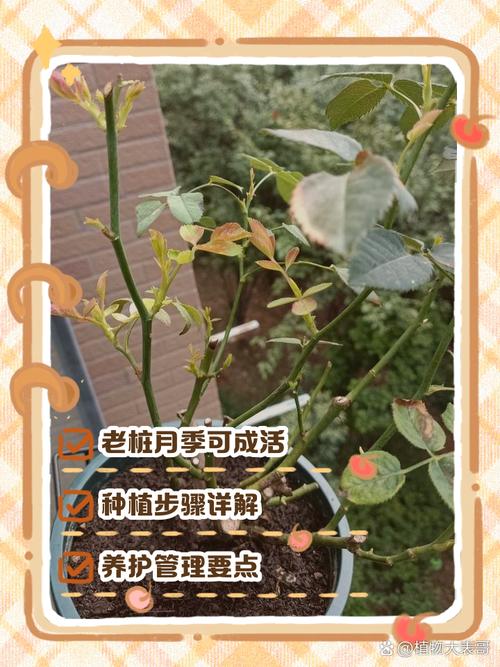 月季树移栽注意事项，月季树移栽多久能缓过来-第4张图片-优品飞百科