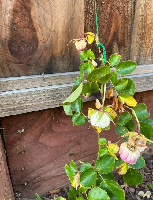 月季树移栽注意事项，月季树移栽多久能缓过来-第6张图片-优品飞百科