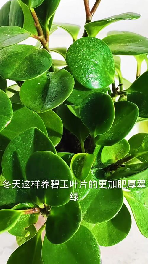 碧玉植物怎么施肥，碧玉植物怎么施肥比较好