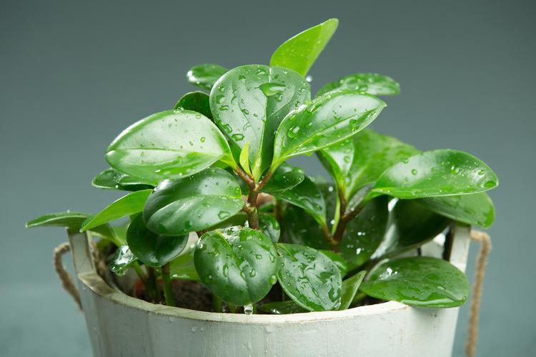 碧玉植物怎么施肥,碧玉植物怎么施肥比较好-第2张图片-优品飞百科 碧玉植物怎么施肥,碧玉植物怎么施肥比较好-第2张图片-优品飞百科