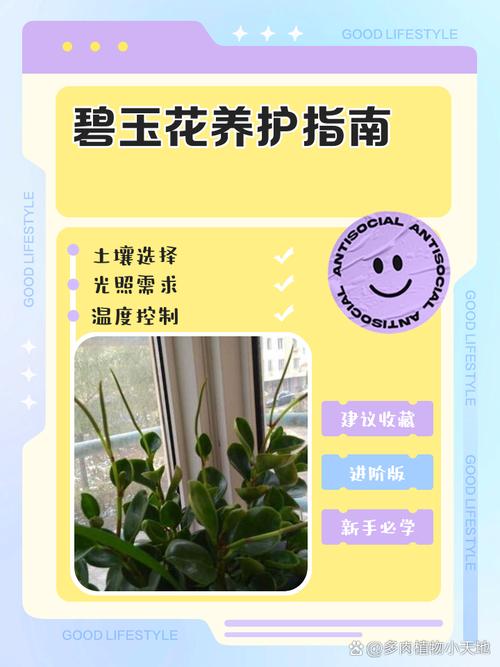 碧玉植物怎么施肥,碧玉植物怎么施肥比较好-第3张图片-优品飞百科 碧玉植物怎么施肥,碧玉植物怎么施肥比较好-第3张图片-优品飞百科