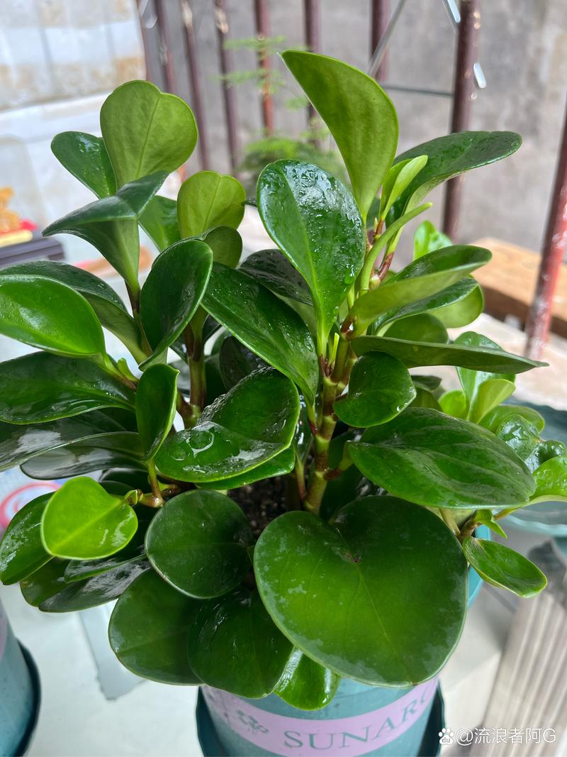 碧玉植物怎么施肥,碧玉植物怎么施肥比较好-第4张图片-优品飞百科 碧玉植物怎么施肥,碧玉植物怎么施肥比较好-第4张图片-优品飞百科