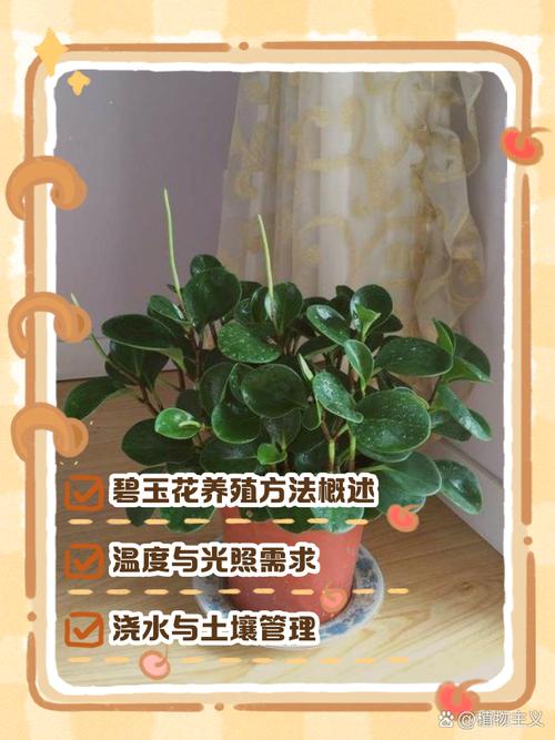 碧玉植物怎么施肥,碧玉植物怎么施肥比较好-第5张图片-优品飞百科 碧玉植物怎么施肥,碧玉植物怎么施肥比较好-第5张图片-优品飞百科