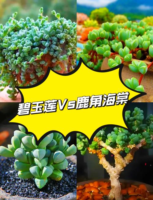 碧玉植物怎么施肥,碧玉植物怎么施肥比较好-第6张图片-优品飞百科 碧玉植物怎么施肥,碧玉植物怎么施肥比较好-第6张图片-优品飞百科