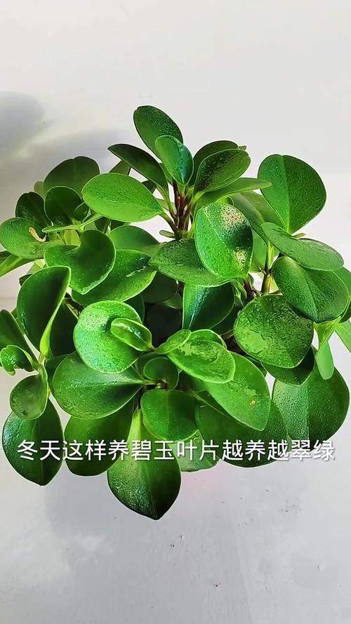 碧玉植物怎么施肥,碧玉植物怎么施肥比较好-第7张图片-优品飞百科 碧玉植物怎么施肥,碧玉植物怎么施肥比较好-第7张图片-优品飞百科