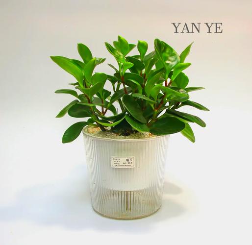 碧玉植物怎么施肥,碧玉植物怎么施肥比较好-第8张图片-优品飞百科 碧玉植物怎么施肥,碧玉植物怎么施肥比较好-第8张图片-优品飞百科