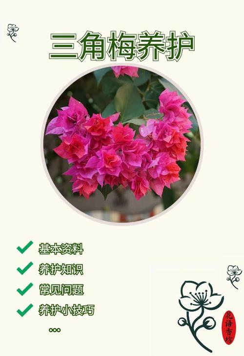 三角梅好养吗，重瓣三角梅好养吗？-第2张图片-优品飞百科