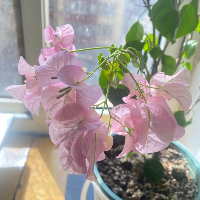 三角梅好养吗，重瓣三角梅好养吗？-第4张图片-优品飞百科