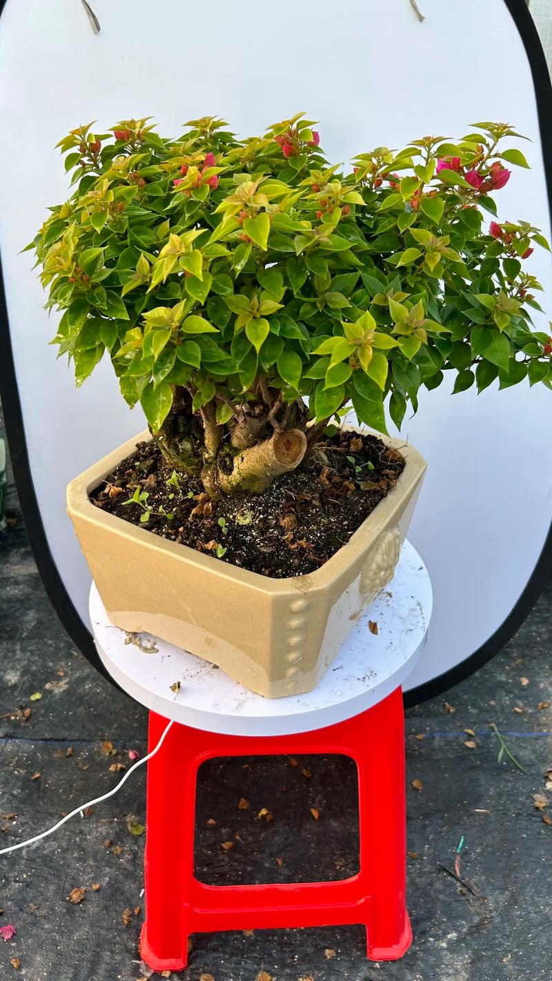 三角梅好养吗，重瓣三角梅好养吗？-第6张图片-优品飞百科