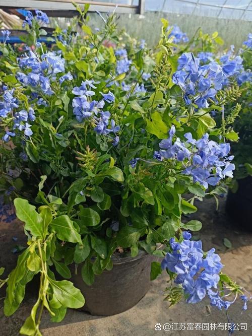 三角梅好养吗，重瓣三角梅好养吗？-第7张图片-优品飞百科