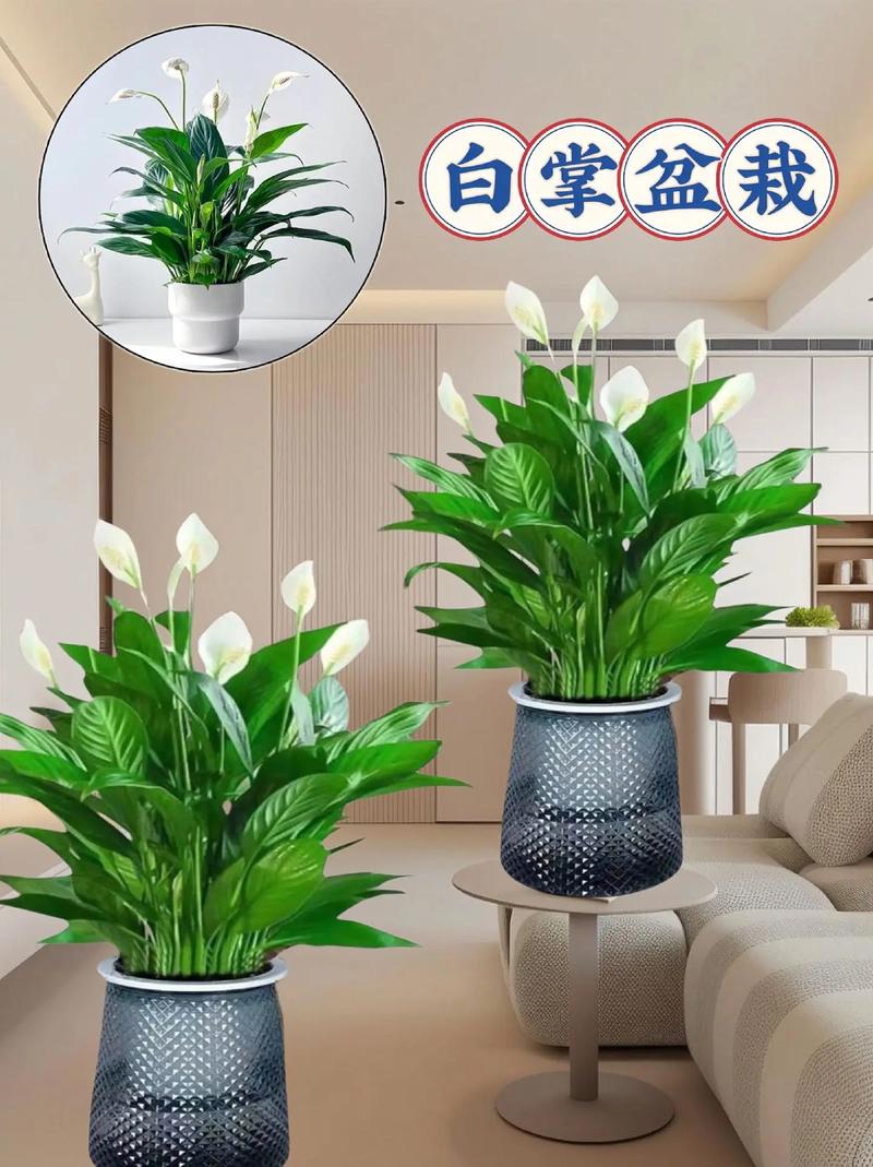 白掌怎么换盆移植？白掌怎么换盆移植好？