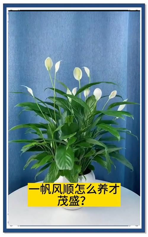 白掌怎么换盆移植?白掌怎么换盆移植好?-第2张图片-优品飞百科 白掌怎么换盆移植?白掌怎么换盆移植好?-第2张图片-优品飞百科