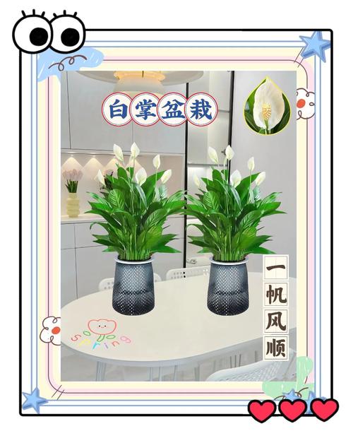 白掌怎么换盆移植?白掌怎么换盆移植好?-第3张图片-优品飞百科 白掌怎么换盆移植?白掌怎么换盆移植好?-第3张图片-优品飞百科