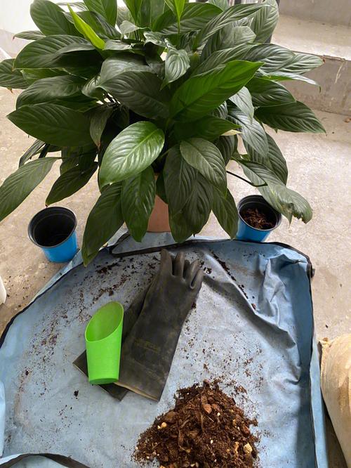 白掌怎么换盆移植?白掌怎么换盆移植好?-第4张图片-优品飞百科 白掌怎么换盆移植?白掌怎么换盆移植好?-第4张图片-优品飞百科