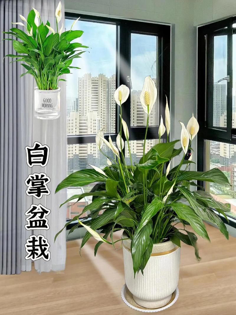 白掌怎么换盆移植?白掌怎么换盆移植好?-第5张图片-优品飞百科 白掌怎么换盆移植?白掌怎么换盆移植好?-第5张图片-优品飞百科