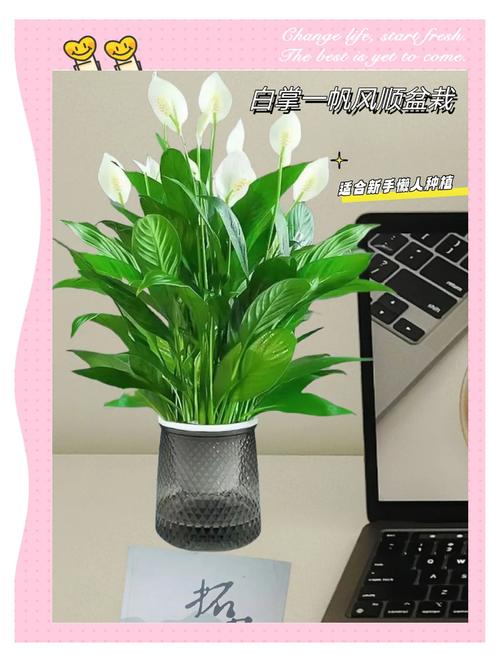 白掌怎么换盆移植?白掌怎么换盆移植好?-第6张图片-优品飞百科 白掌怎么换盆移植?白掌怎么换盆移植好?-第6张图片-优品飞百科