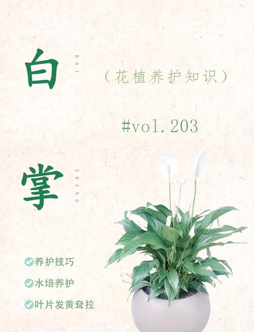 白掌怎么换盆移植?白掌怎么换盆移植好?-第7张图片-优品飞百科 白掌怎么换盆移植?白掌怎么换盆移植好?-第7张图片-优品飞百科