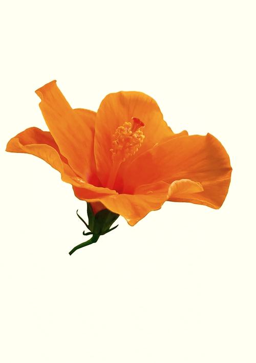 小木槿怎么养，小木槿怎么养殖