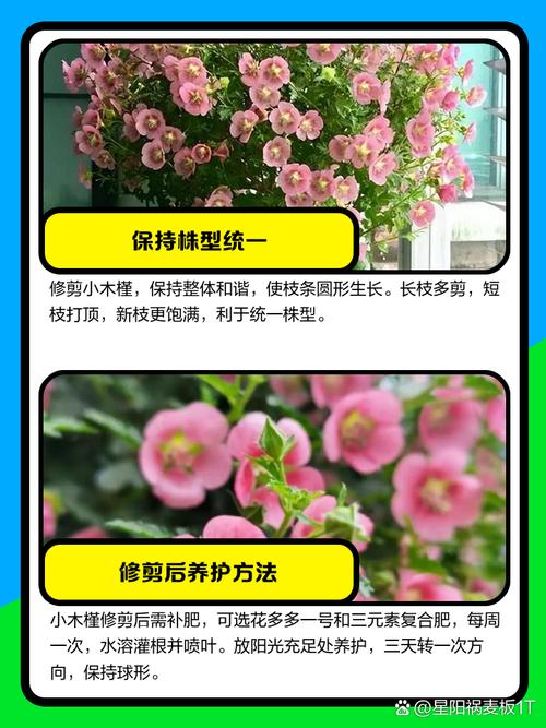 小木槿怎么养,小木槿怎么养殖-第2张图片-优品飞百科 小木槿怎么养,小木槿怎么养殖-第2张图片-优品飞百科