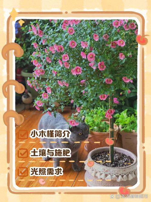 小木槿怎么养,小木槿怎么养殖-第3张图片-优品飞百科 小木槿怎么养,小木槿怎么养殖-第3张图片-优品飞百科