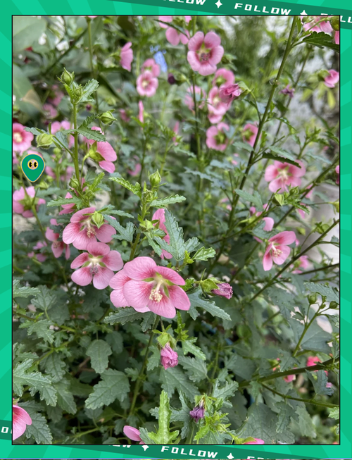 小木槿怎么养,小木槿怎么养殖-第4张图片-优品飞百科 小木槿怎么养,小木槿怎么养殖-第4张图片-优品飞百科