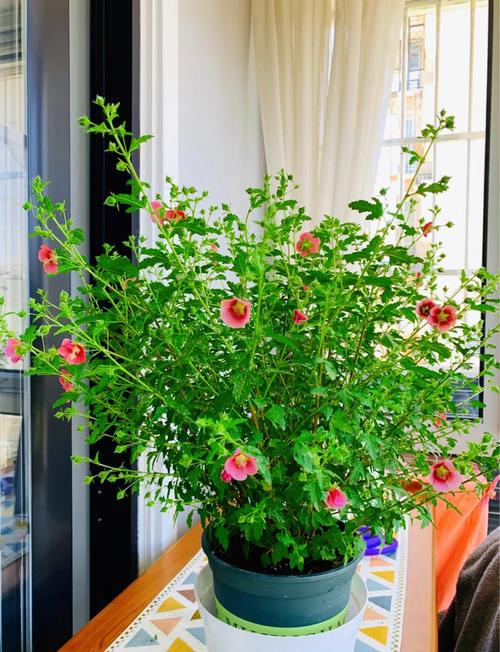 小木槿怎么养,小木槿怎么养殖-第5张图片-优品飞百科 小木槿怎么养,小木槿怎么养殖-第5张图片-优品飞百科