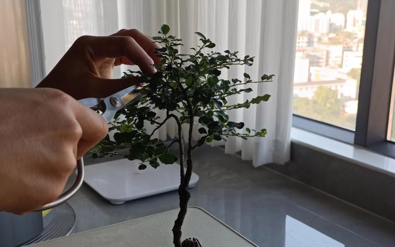 金弹子种子怎么种？金弹子种子怎么种植发芽快？