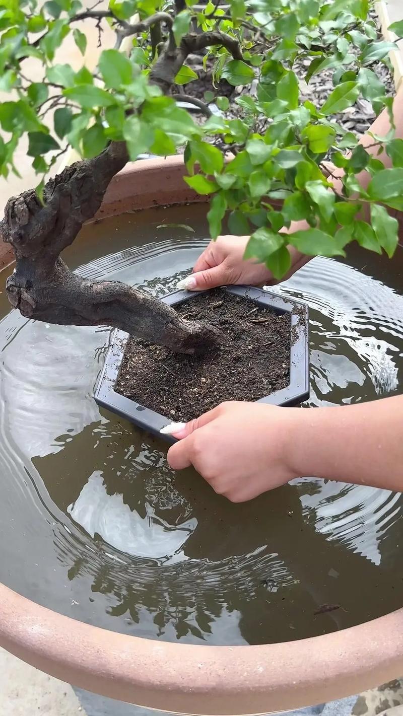 金弹子种子怎么种？金弹子种子怎么种植发芽快？-第2张图片-优品飞百科