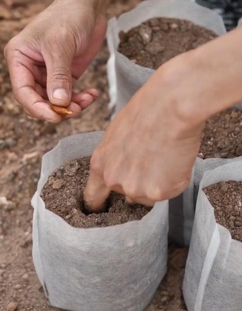 金弹子种子怎么种？金弹子种子怎么种植发芽快？-第3张图片-优品飞百科