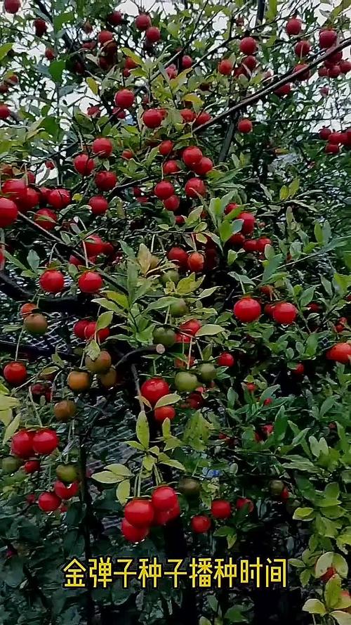 金弹子种子怎么种？金弹子种子怎么种植发芽快？-第4张图片-优品飞百科