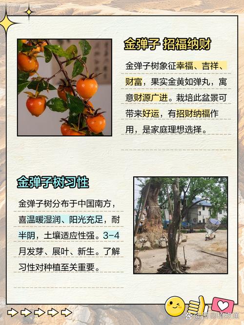 金弹子种子怎么种？金弹子种子怎么种植发芽快？-第5张图片-优品飞百科