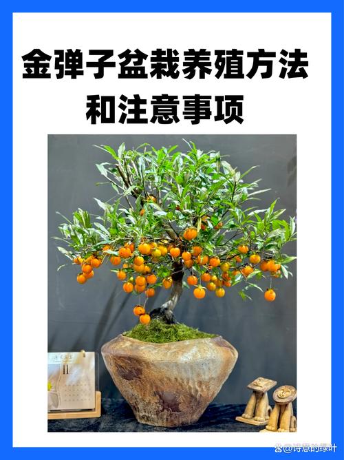 金弹子种子怎么种？金弹子种子怎么种植发芽快？-第6张图片-优品飞百科