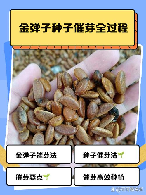 金弹子种子怎么种？金弹子种子怎么种植发芽快？-第7张图片-优品飞百科
