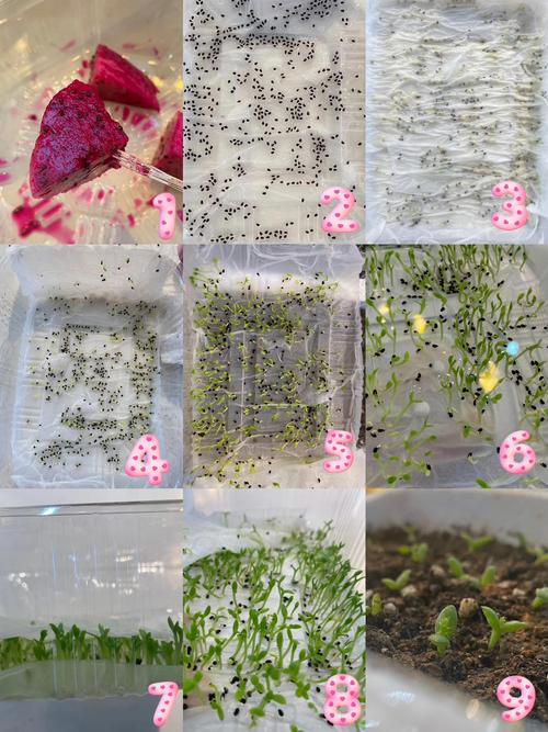 火龙果怎么种植，火龙果怎么种植比较好？