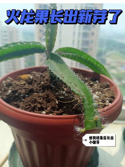 火龙果怎么种植,火龙果怎么种植比较好?-第2张图片-优品飞百科 火龙果怎么种植,火龙果怎么种植比较好?-第2张图片-优品飞百科