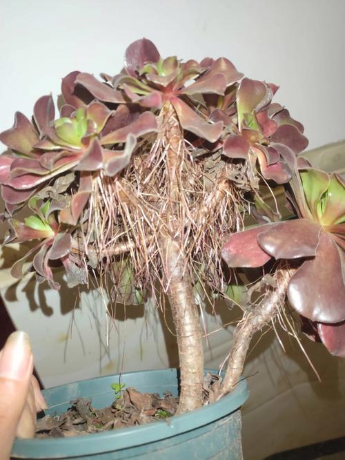 法师长气根是怎么回事，法师长气根怎么办？-第3张图片-优品飞百科