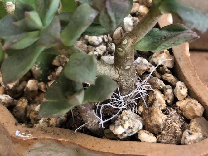 法师长气根是怎么回事，法师长气根怎么办？-第2张图片-优品飞百科