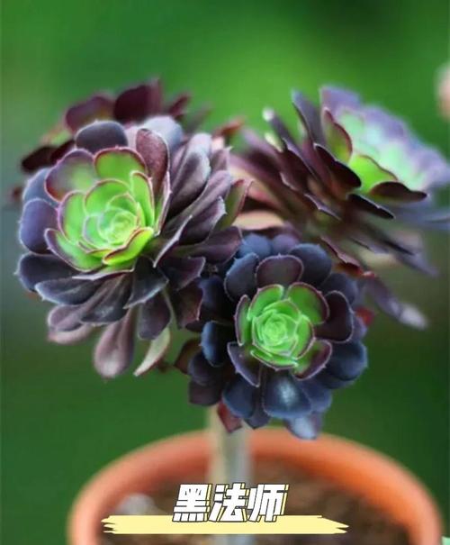 法师长气根是怎么回事，法师长气根怎么办？-第4张图片-优品飞百科