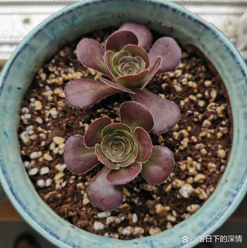 法师长气根是怎么回事，法师长气根怎么办？-第5张图片-优品飞百科