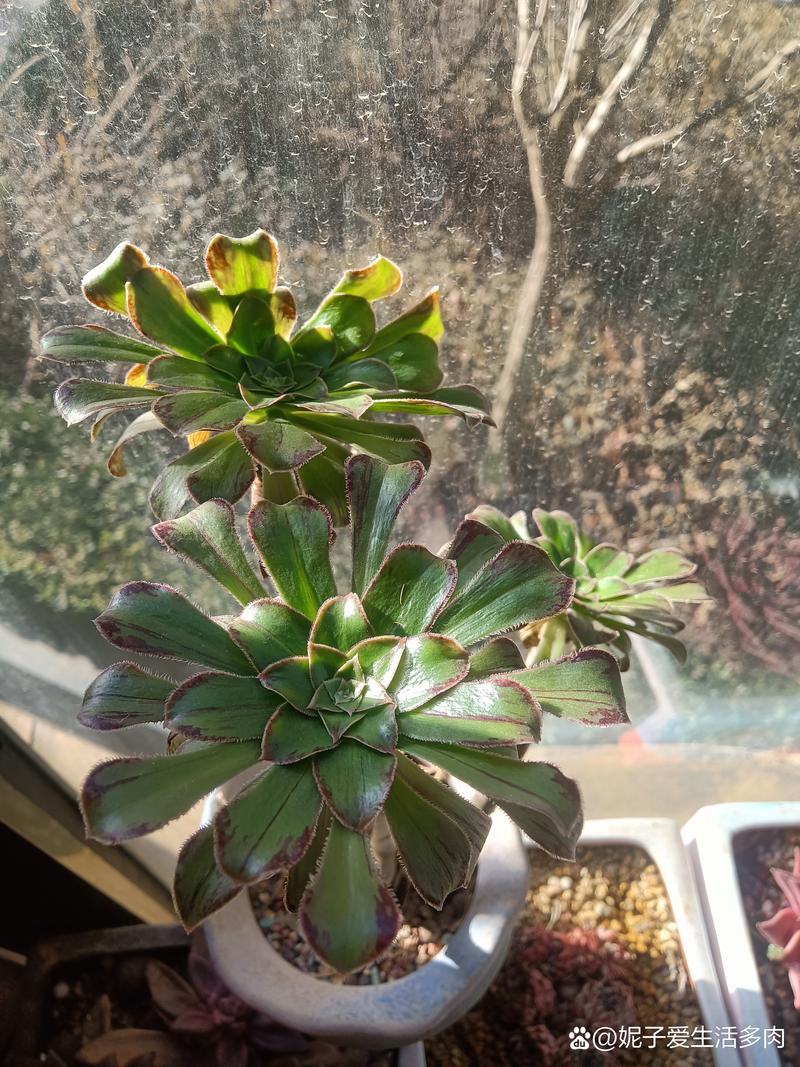 法师长气根是怎么回事，法师长气根怎么办？-第6张图片-优品飞百科