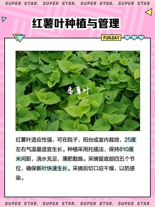 番薯叶怎么种，番薯叶怎么种来吃比较嫩？