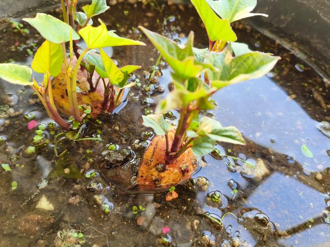 番薯叶怎么种,番薯叶怎么种来吃比较嫩?-第2张图片-优品飞百科 番薯叶怎么种,番薯叶怎么种来吃比较嫩?-第2张图片-优品飞百科