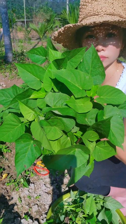 番薯叶怎么种,番薯叶怎么种来吃比较嫩?-第3张图片-优品飞百科 番薯叶怎么种,番薯叶怎么种来吃比较嫩?-第3张图片-优品飞百科