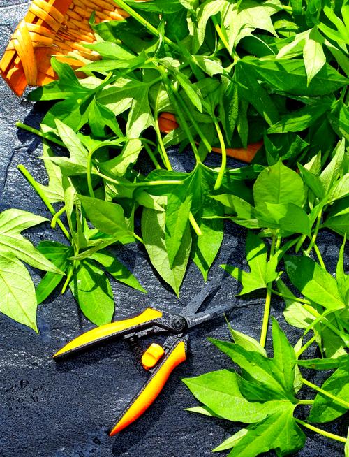 番薯叶怎么种,番薯叶怎么种来吃比较嫩?-第5张图片-优品飞百科 番薯叶怎么种,番薯叶怎么种来吃比较嫩?-第5张图片-优品飞百科