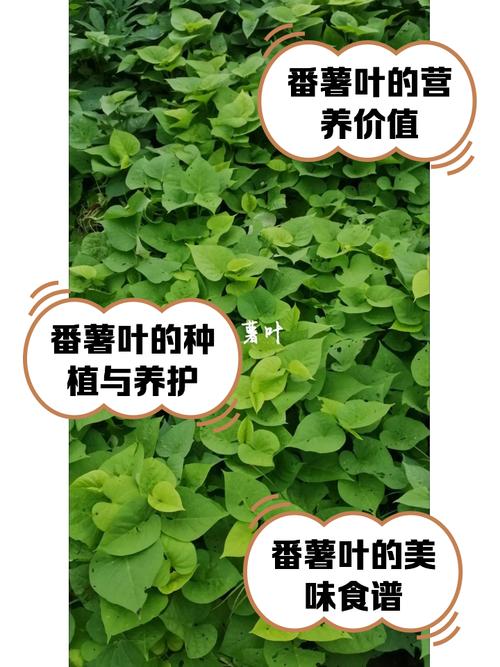 番薯叶怎么种,番薯叶怎么种来吃比较嫩?-第6张图片-优品飞百科 番薯叶怎么种,番薯叶怎么种来吃比较嫩?-第6张图片-优品飞百科