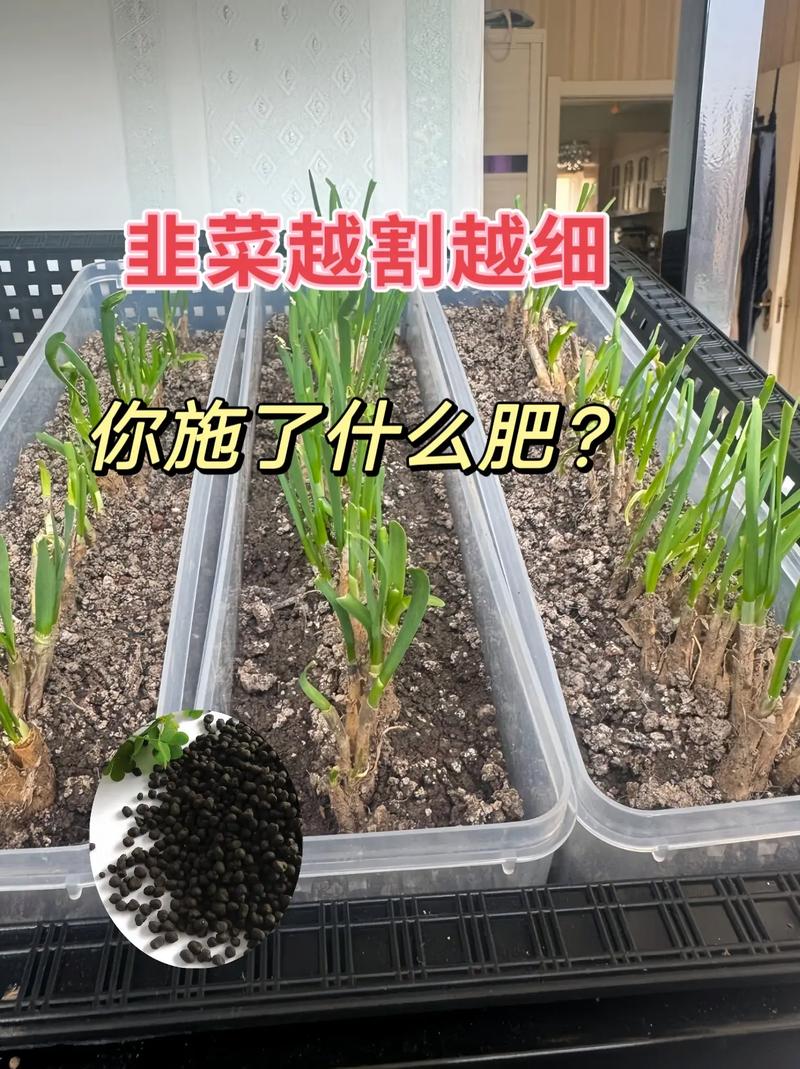 韭菜栽培技术及要点？韭菜的栽培与管理视频？