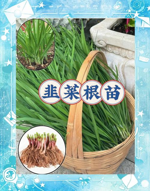 韭菜栽培技术及要点?韭菜的栽培与管理视频?-第2张图片-优品飞百科 韭菜栽培技术及要点?韭菜的栽培与管理视频?-第2张图片-优品飞百科