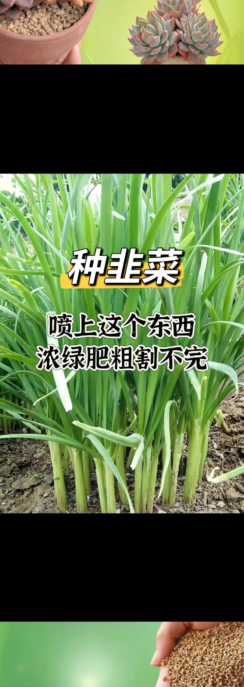 韭菜栽培技术及要点?韭菜的栽培与管理视频?-第3张图片-优品飞百科 韭菜栽培技术及要点?韭菜的栽培与管理视频?-第3张图片-优品飞百科