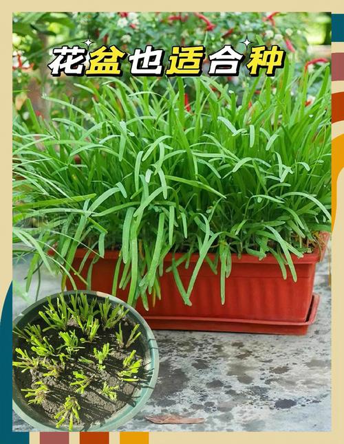 韭菜栽培技术及要点?韭菜的栽培与管理视频?-第4张图片-优品飞百科 韭菜栽培技术及要点?韭菜的栽培与管理视频?-第4张图片-优品飞百科